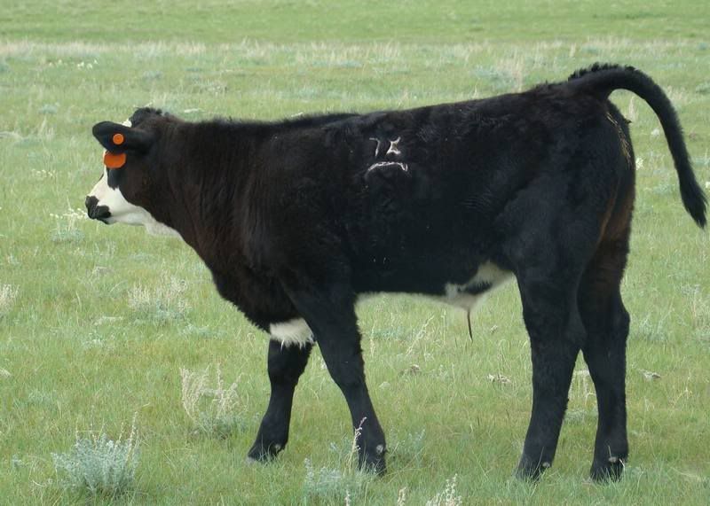 Cows 'n Calves (pics) - Cattle