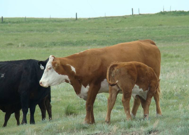 Cows 'n Calves (pics) - Cattle