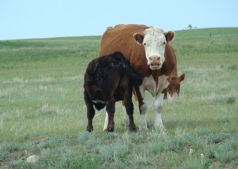Cows 'n Calves (pics) - Cattle