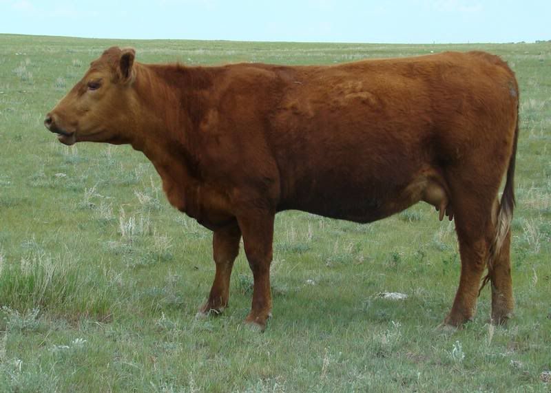 Cows 'n Calves (pics) - Cattle