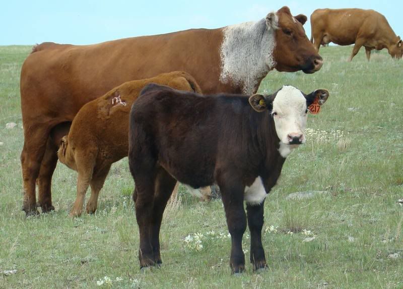 Cows 'n Calves (pics) - Cattle