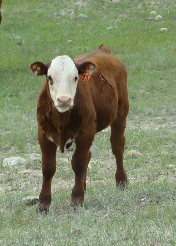 Cows 'n Calves (pics) - Cattle