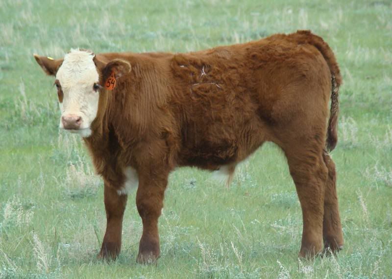 Cows 'n Calves (pics) - Cattle
