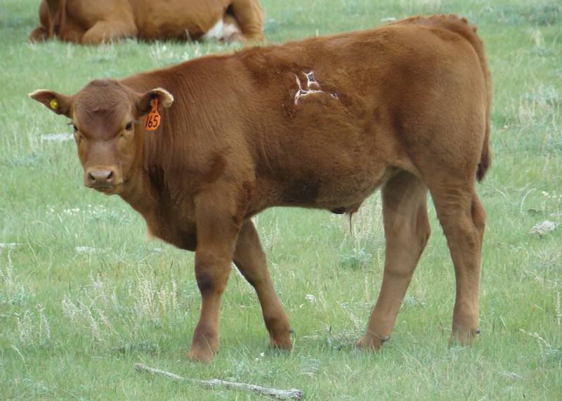 Cows 'n Calves (pics) - Cattle