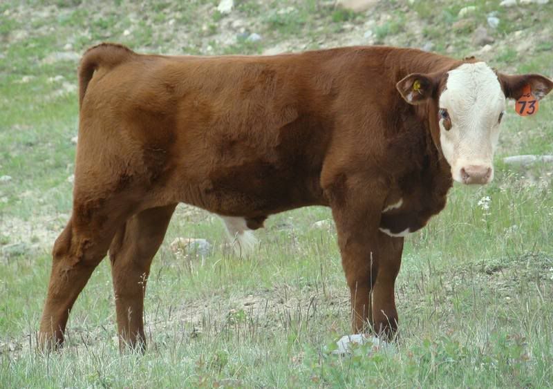 Cows 'n Calves (pics) - Cattle