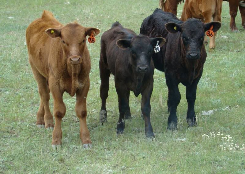 Cows 'n Calves (pics) - Cattle