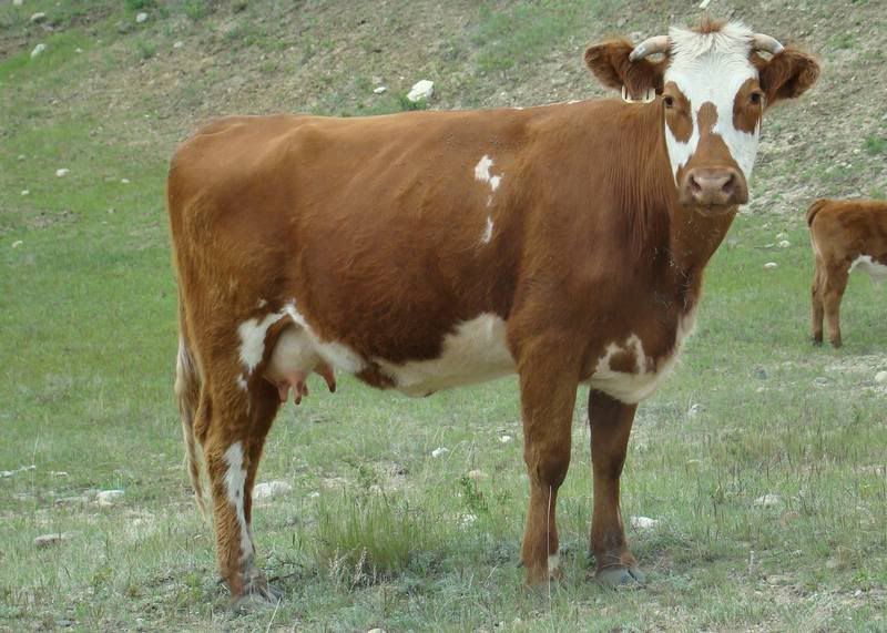 Cows 'n Calves (pics) - Cattle