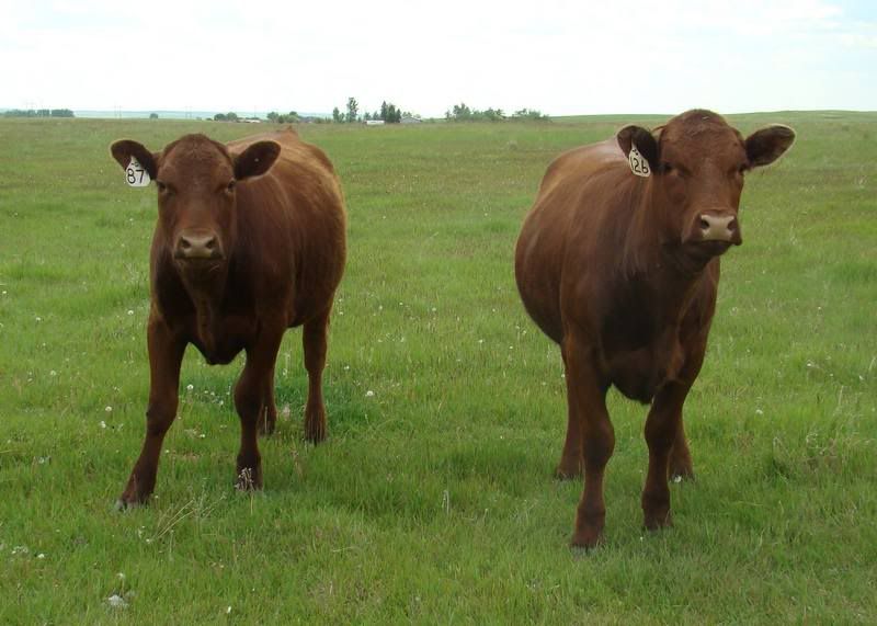 Yearling Heifers (pics) - Cattle