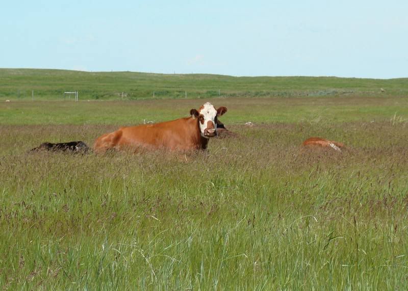 Grass Pictures - Cattle