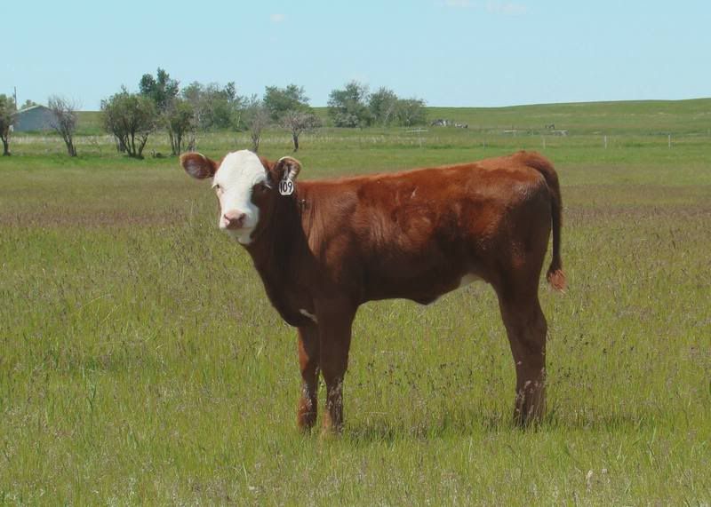 Grass Pictures - Cattle