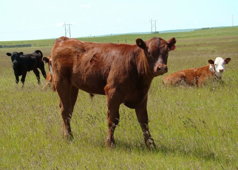 Grass Pictures - Cattle