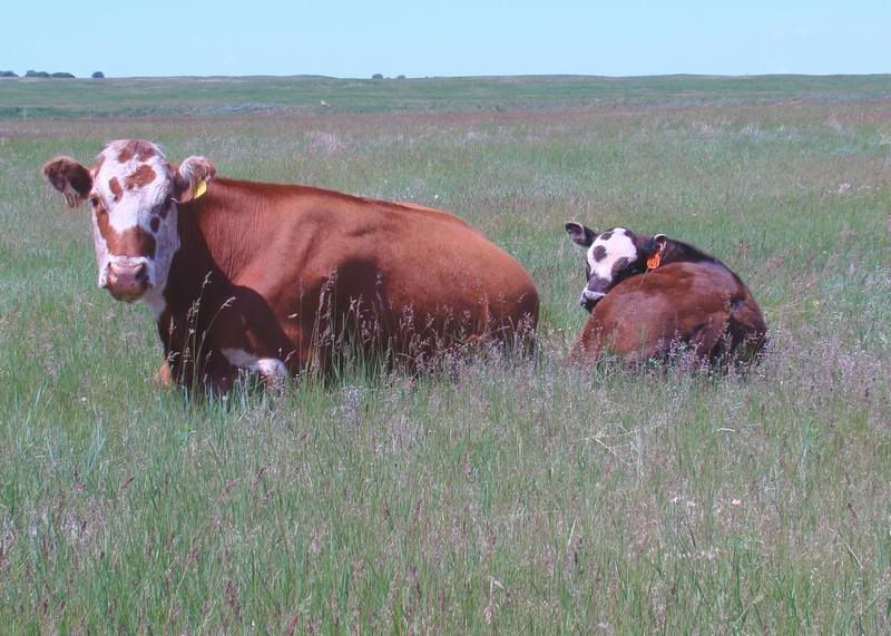 Grass Pictures - Cattle
