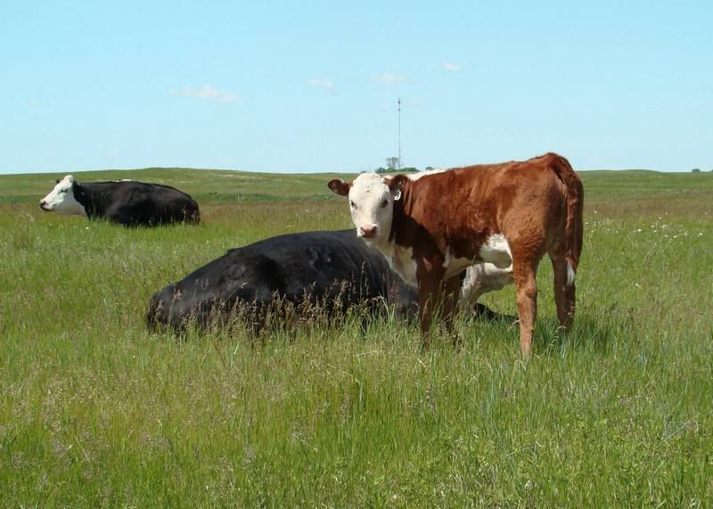 Grass Pictures - Cattle