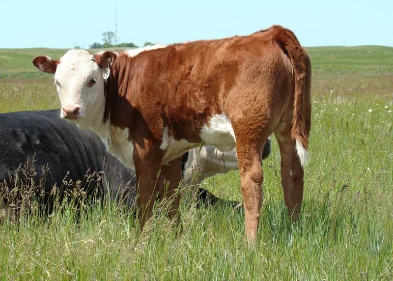 Grass Pictures - Cattle