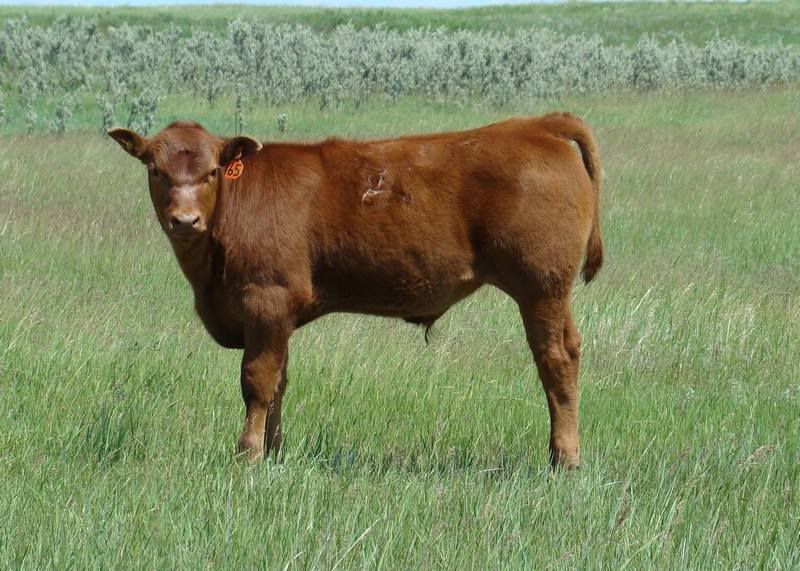 Grass Pictures - Cattle