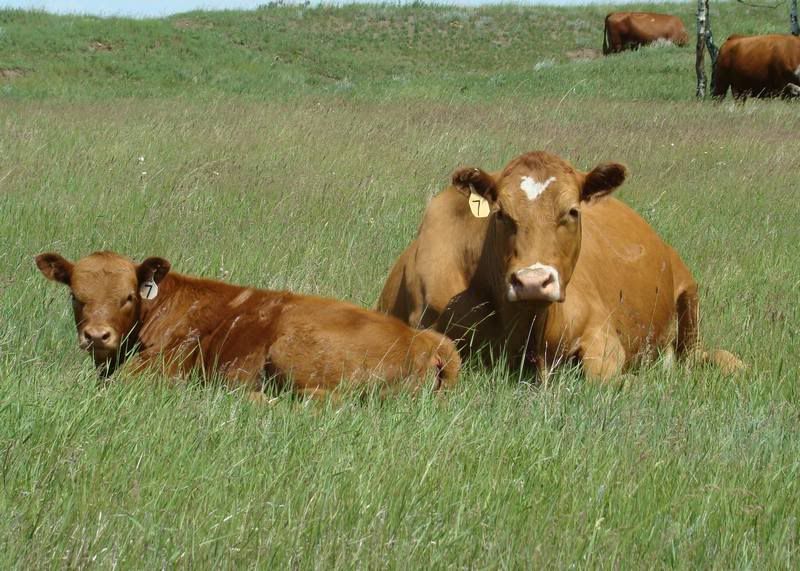 Grass Pictures - Cattle