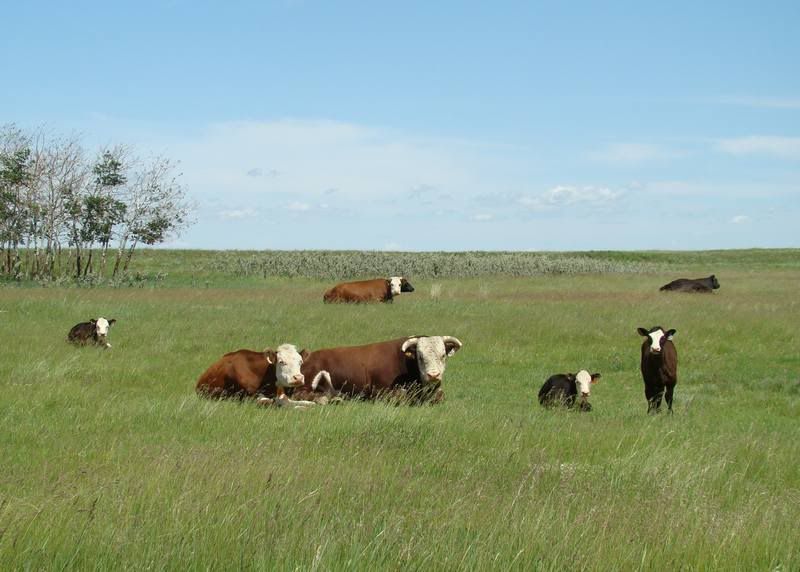 Grass Pictures - Cattle