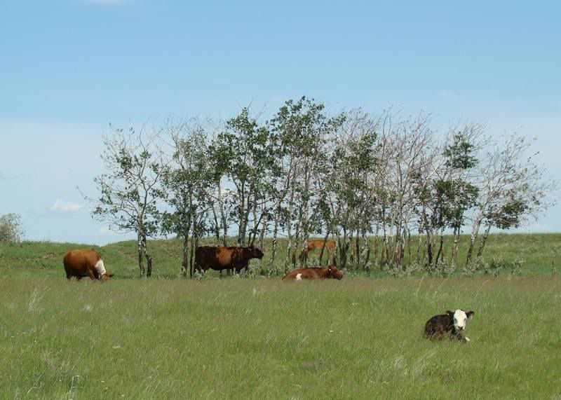 Grass Pictures - Cattle
