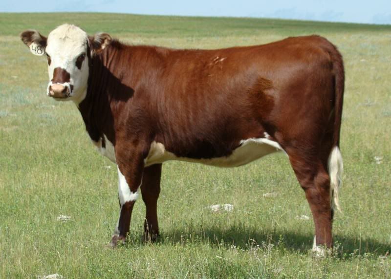 Shorthorn Cow