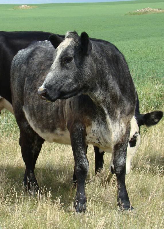 Some Cows and Some Calves (pics) - Cattle