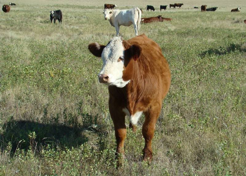 Some Cows and Some Calves (pics) - Cattle