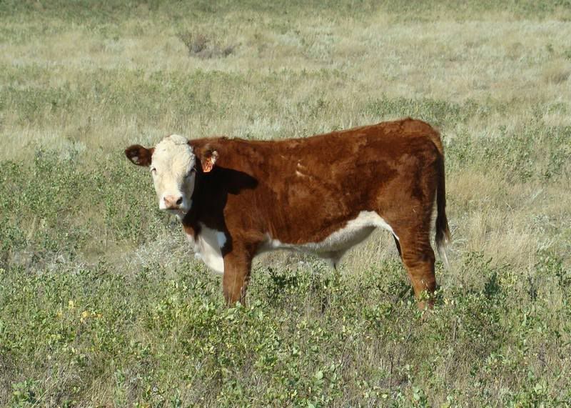Some Cows and Some Calves (pics) - Cattle