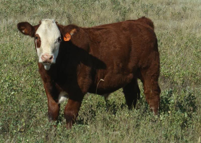 Some Cows and Some Calves (pics) - Cattle