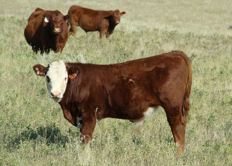 Some Cows and Some Calves (pics) - Cattle