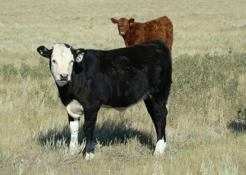 Some Cows and Some Calves (pics) - Cattle