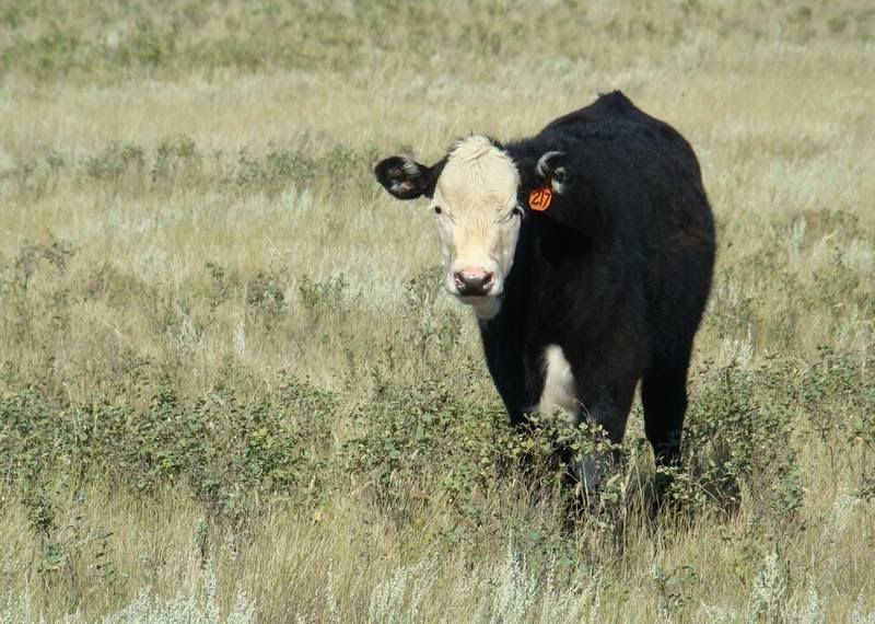 Some Cows and Some Calves (pics) - Cattle