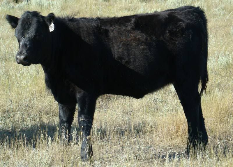 Some Cows and Some Calves (pics) - Cattle