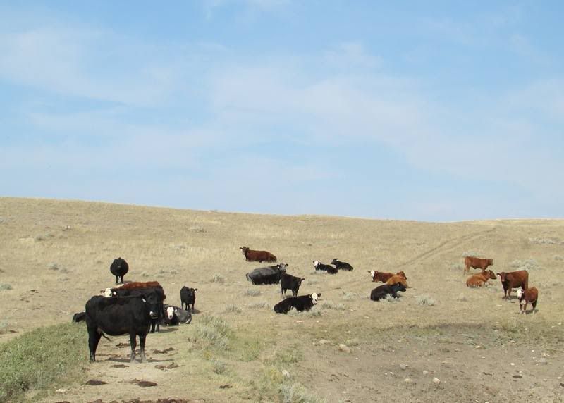 Some Cows and Some Calves (pics) - Cattle