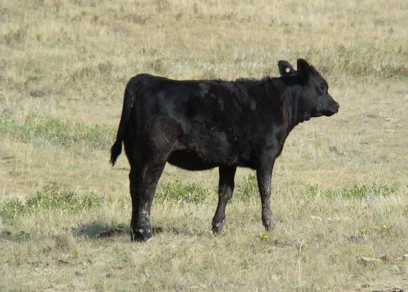 Some Cows and Some Calves (pics) - Cattle