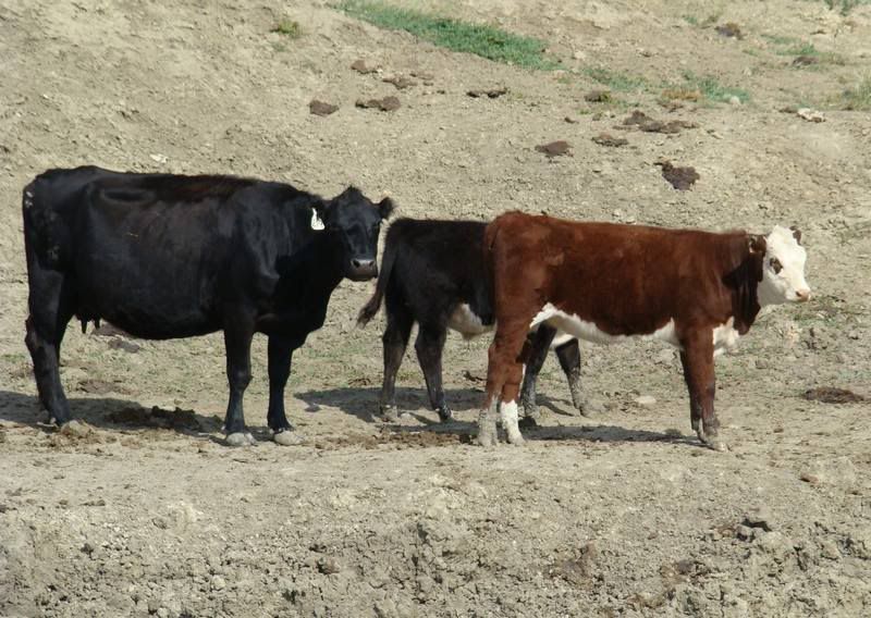 Some Cows and Some Calves (pics) - Cattle