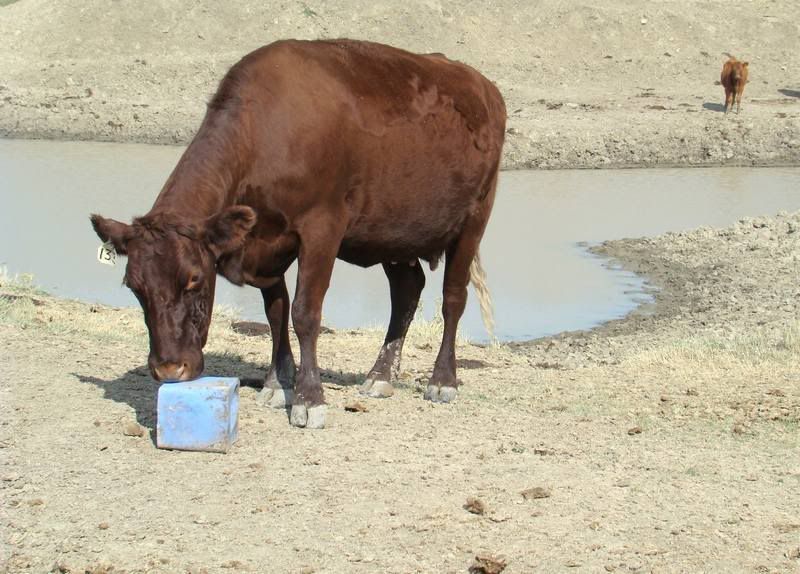 Some Cows and Some Calves (pics) - Cattle