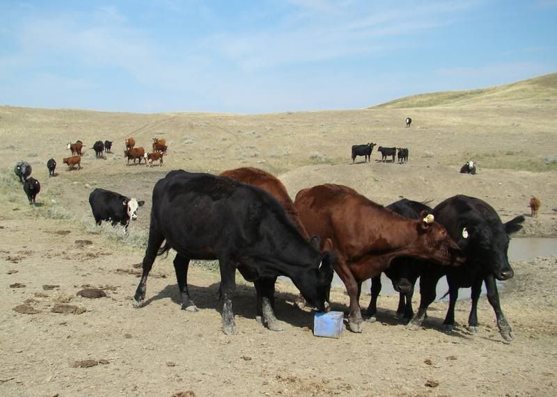 Some Cows and Some Calves (pics) - Cattle