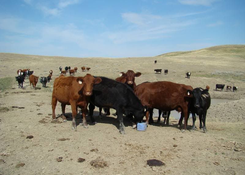 Some Cows and Some Calves (pics) - Cattle