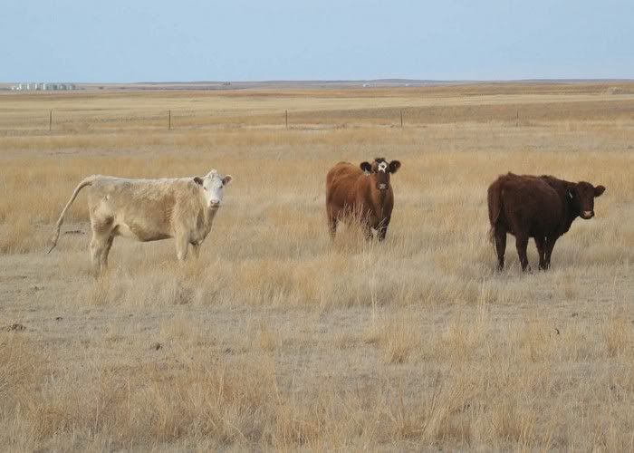 More Cows (Pics) - Cattle