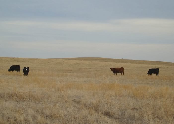 More Cows (Pics) - Cattle
