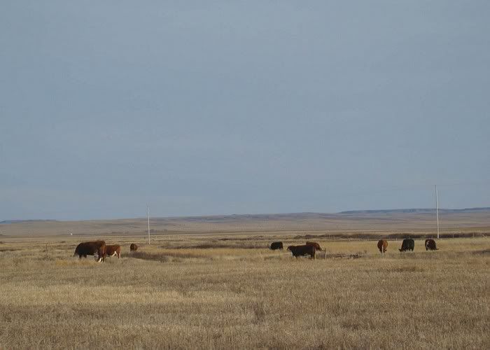 More Cows (Pics) - Cattle