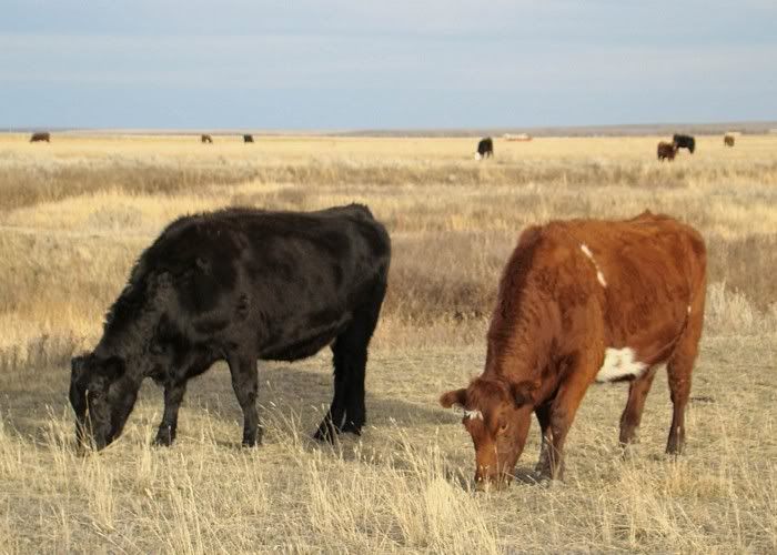 More Cows (Pics) - Cattle