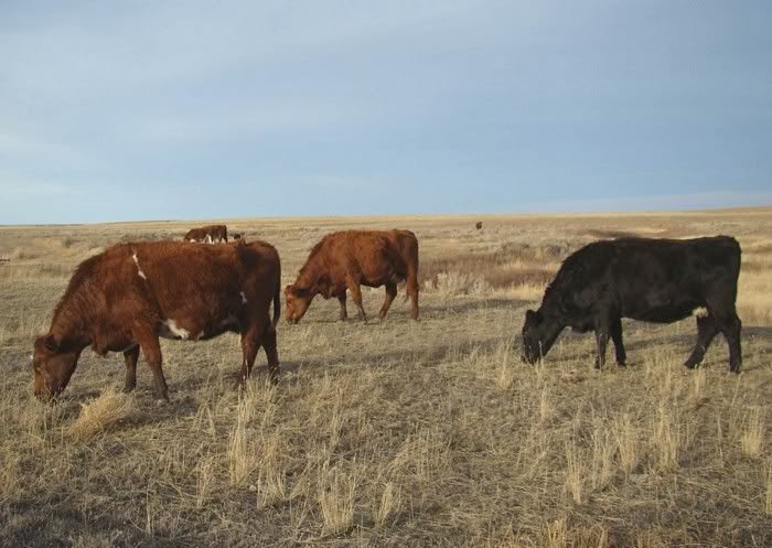 More Cows (Pics) - Cattle