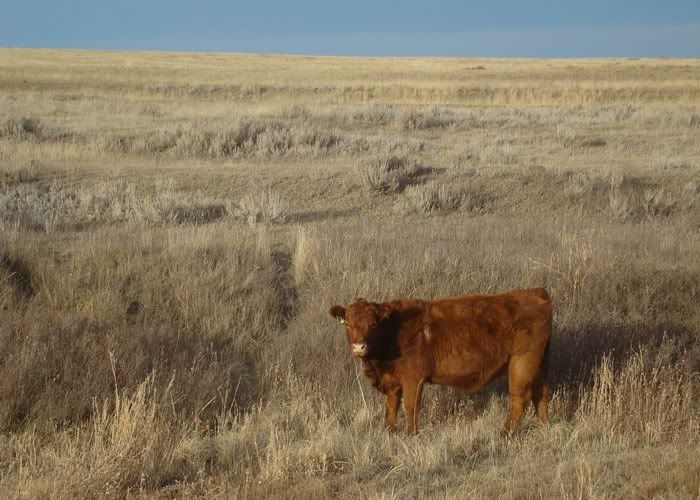 More Cows (Pics) - Cattle