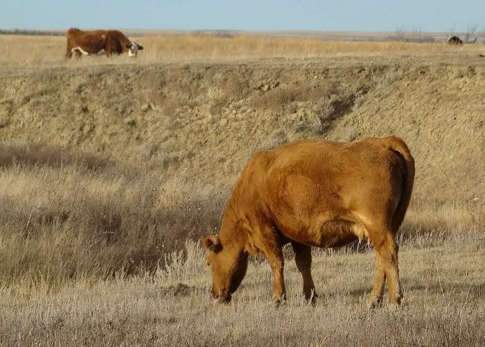 More Cows (Pics) - Cattle