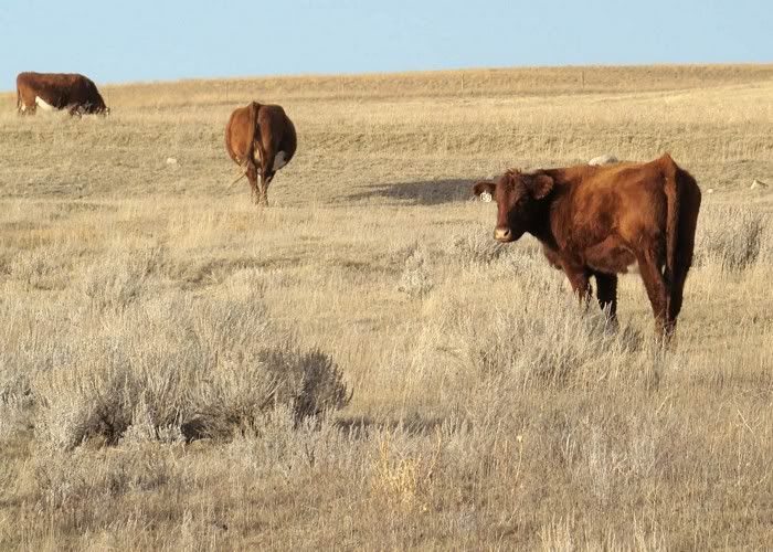 More Cows (Pics) - Cattle