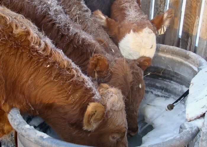 A Day in the Life - Cattle