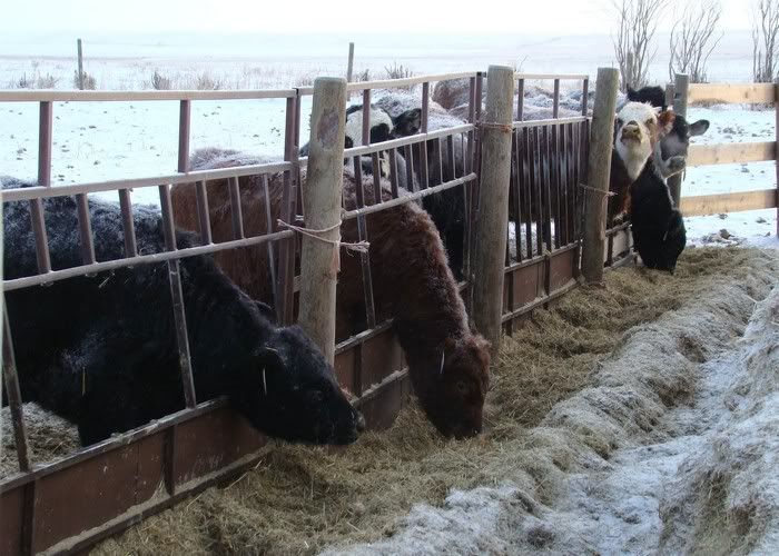 A Day in the Life - Cattle