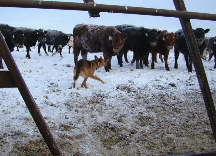 A Day in the Life - Cattle