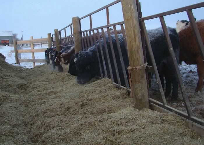 A Day in the Life - Cattle