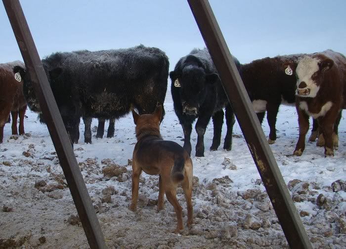 A Day in the Life - Cattle